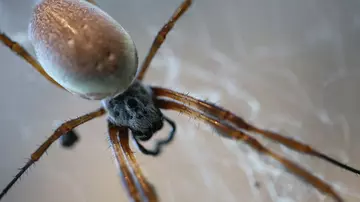 Golden orb spider at London Zoo Spider walk-through