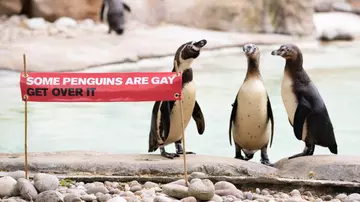 'Some penguins are gay, get over it' sign at London Zoo with penguins