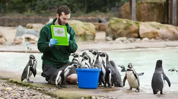 Humboldt penguins are counted at the ZSL London Zoo Annual Stocktake 2021 r