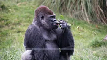 Kumbuka the gorilla at London Zoo