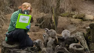 Meerkats are counted by a keeper at the ZSL London Zoo Annual Stocktake 2021