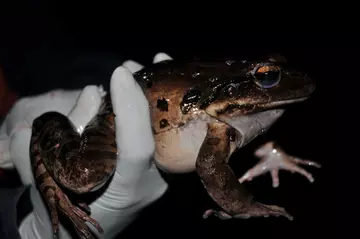 Mountain chicken frog in a persons hand