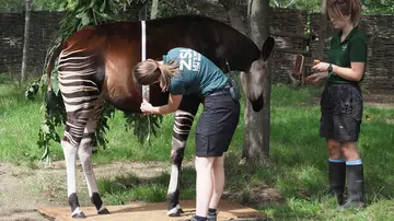 Oni the pregnant okapi has her stomach measured by keepers Megan Harber and Jessica Young showing a pregnancy increase of 14cm at London Zoo 