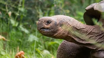 Polly the Galapagos tortoise at London Zoo