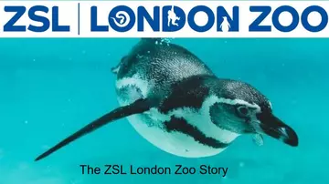 London Zoo Sensory Story