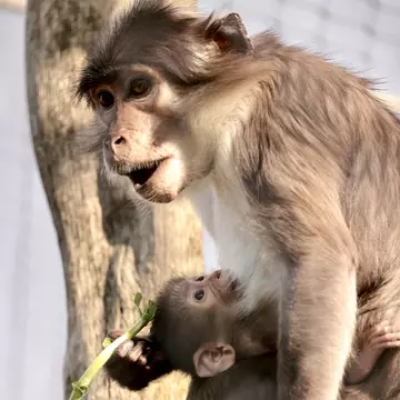 Sheila the mangabey baby with mum Achimoto at London Zoo 