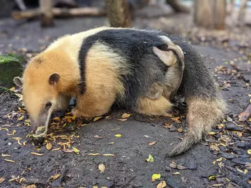 Tamandua baby holding onto mum at London Zoo 