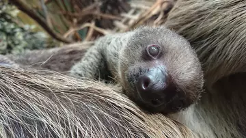 Baby sloth at London Zoo