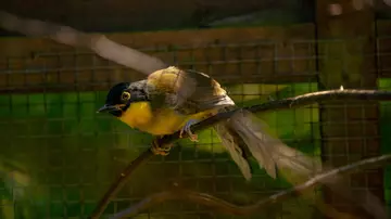 Blue crowned laughing thrush fledgling at London Zoo