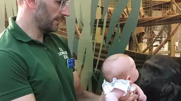 Zookeeper showing his baby to gorilla through glass