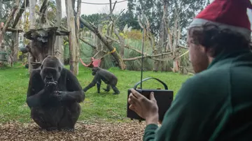 Gorillas pick favourite Christmas song as Zookeeper holds radio at London Zoo