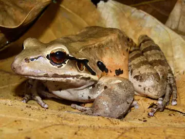 Mountain chicken frog