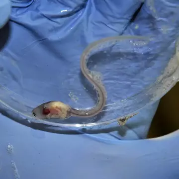 Mountain chicken frog tadpole in a petri dish