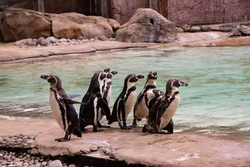 A group of Humboldt penguins on Penguin Beach at London Zoo