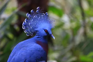 Victoria crowned pigeon side profile