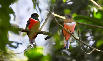 Two collared trogon in a tree