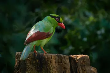 Javan green magpie perched on a tree stump