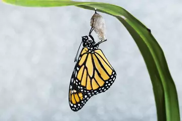 Butterfly metamorphosis, monarch butterfly emerging from pupa. 