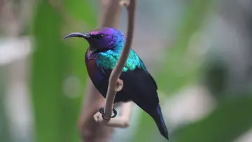 Splendid sunbird at London Zoo