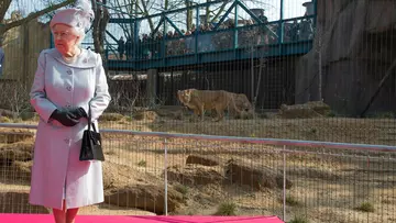 Queen Elizabeth I in a light blue coat and hat, standing in front of lioness at London Zoo land of Lions opening in 2016.