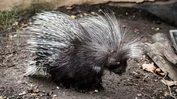 Baby porcupine at London Zoo