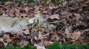 Asiatic lioness rolling in leaves during enrichment