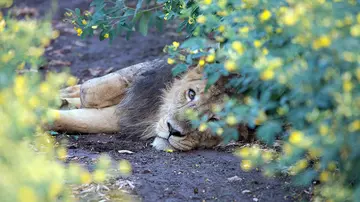 Asiatic lion male lying down in wild at a chickpea field