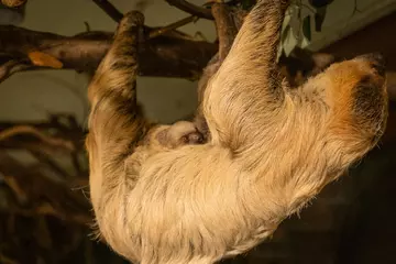 Baby sloth holds onto mum