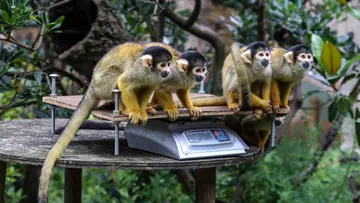 Bolivian black-capped squirrel monkeys are weighed on scales 