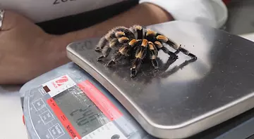 A Mexican red-kneed tarantula on scales being weighed at London Zoo