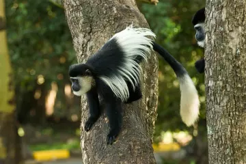 A colobus monkey climbing down a tree trunk