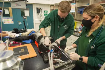 A colobus monkey has a health check by two members of the London Zoo veterinary team