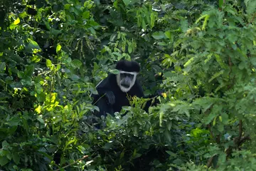 Colobus monkey surrounded by leaves of a tree