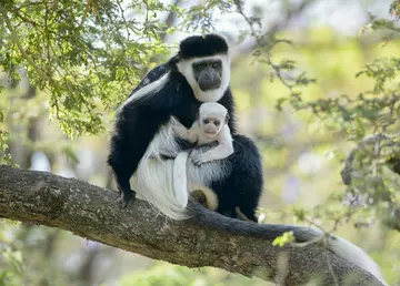 An adult colobus monkey sits on a tree branch and holds a baby colobus monkey