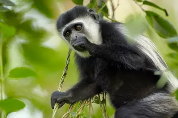 A colobus monkey holds onto a vine with one hand against its mouth