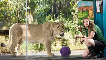 Kathryn Sanders at the Land of the Lions at London Zoo 