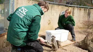 Keepers with the meerkats at London Zoo