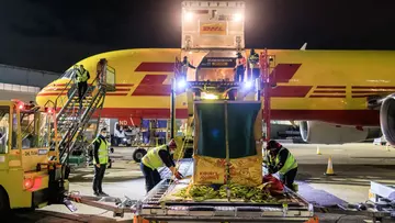 Western lowland gorilla Kiburi in his crate at Heathrow in front of a DHL plane