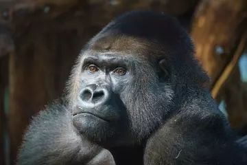 A close up image of western lowland gorilla Kiburi in Gorilla Kingdom at London Zoo