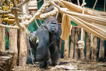 Western lowland silverback gorilla Kiburi in Gorilla Kingdom at London Zoo