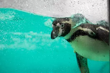 A Humboldt penguin underwater and up at the glass of Penguin Beach