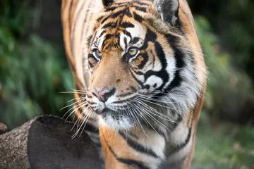 Asim the tiger at London Zoo