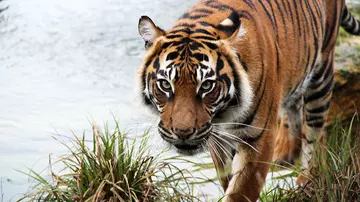 Melati the tiger at London Zoo by a pool