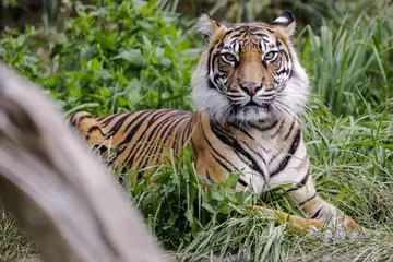 Melati the Sumatran tiger portrait at London Zoo