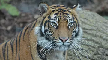 Melati the tiger at London Zoo