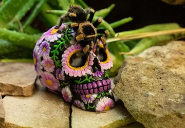 A Mexican red-kneed tarantula crawls over a Day of the Dead skull at London Zoo