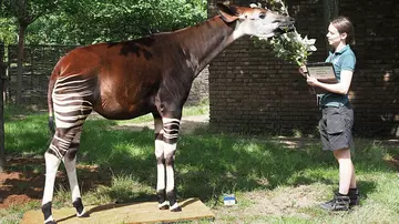 Oni the okapi steps onto the scales at London Zoo