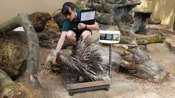 Polly the porcupine is weighed by a Zookeeper at London Zoo