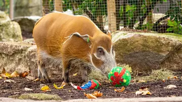 Red river hog with festive treats at London Zoo