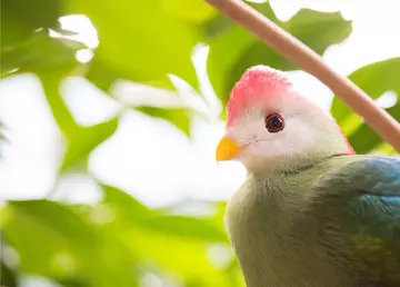 Red-crested turaco at London Zoo